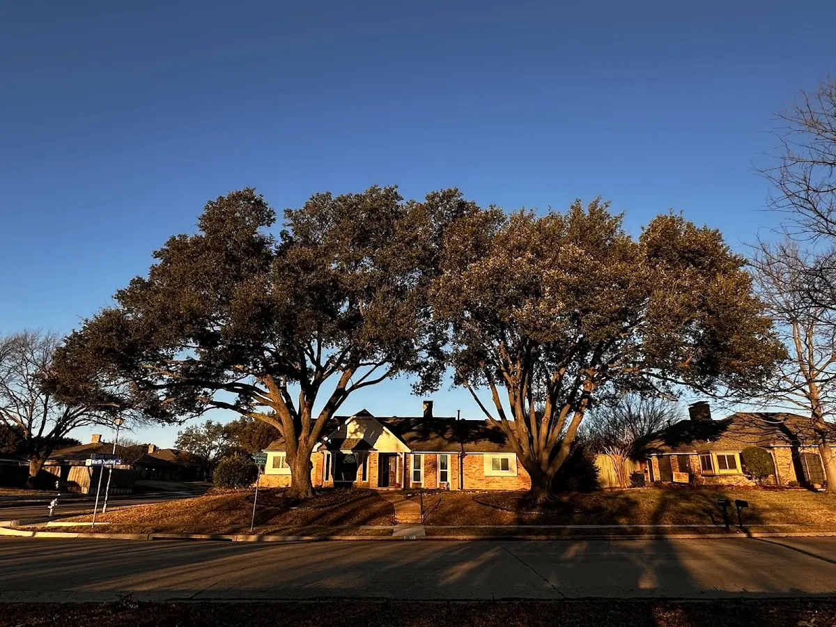 Established residential canopy tree shading a home in Linn Creek
